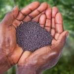 "For truly I tell you, if you have faith the size of a mustard seed, you will say to this mountain, 'Move from here to there,' and it will move; and nothing will be impossible for you." - Mark 17:20-21